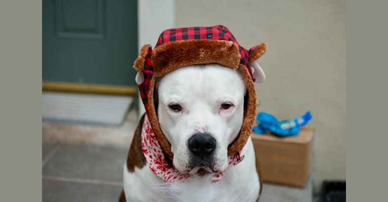 Patchy, a Staffordshire Terrier and Boxer mix tested with EmbarkVet.com
