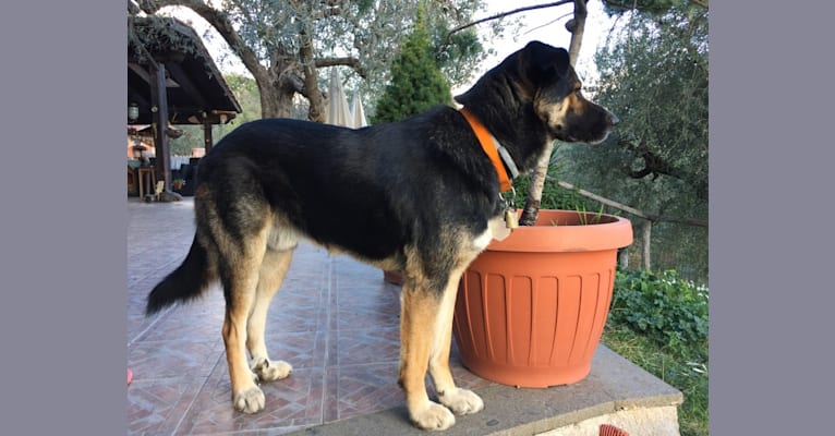 Photo of Duke, a German Shepherd Dog, Spanish Galgo, and Mixed mix in Poggio Nativo, Lazio, Italia