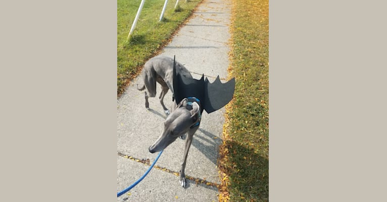 Photo of Whiskey, a Greyhound  in Clinton Twp, Michigan, USA