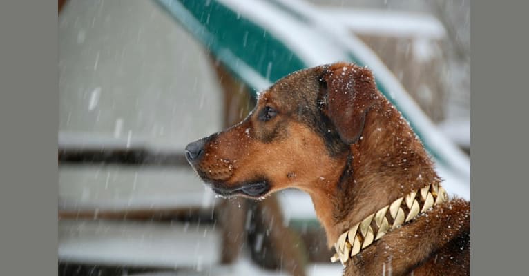 Milo, a Rottweiler and Golden Retriever mix tested with EmbarkVet.com