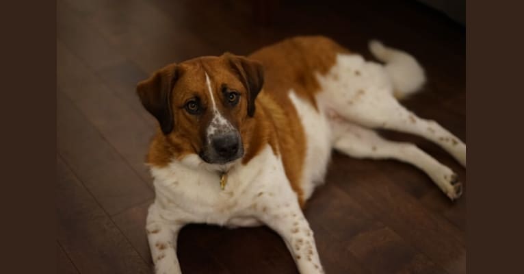 Stubbs, a Saint Bernard and German Shepherd Dog mix tested with EmbarkVet.com