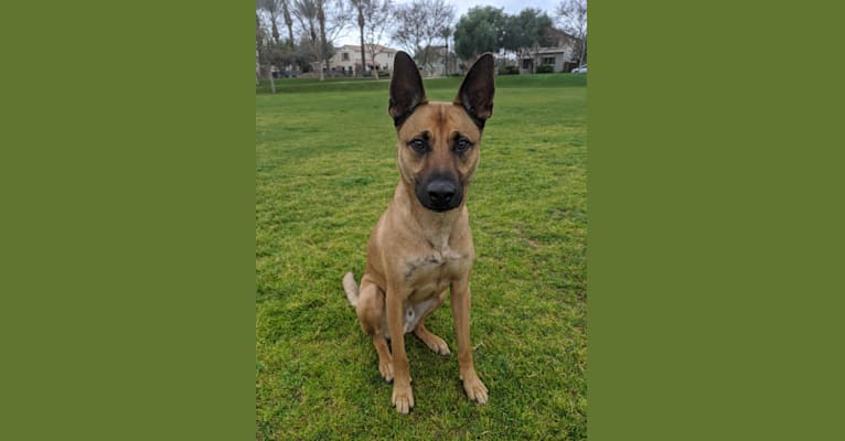Staffordshire bull terrier new arrivals german shepherd mix