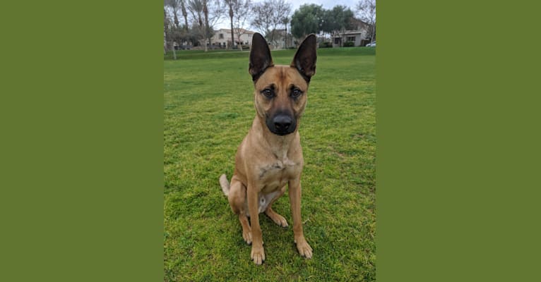 Enzo, a German Shepherd Dog and American Pit Bull Terrier mix tested with EmbarkVet.com