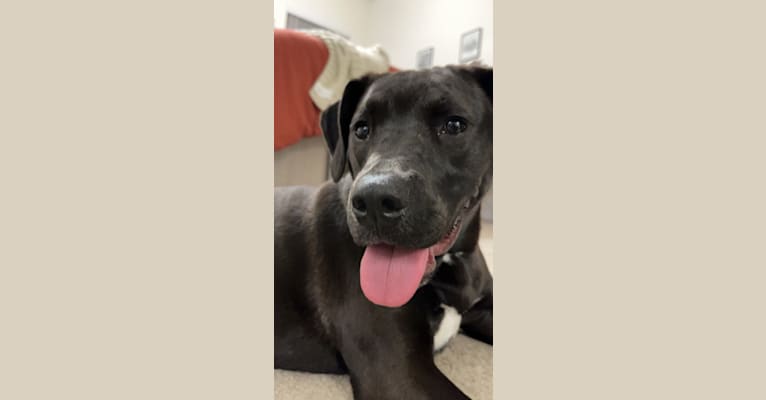Photo of Basil, an American Pit Bull Terrier and Bloodhound mix in Tallahassee, Florida, USA