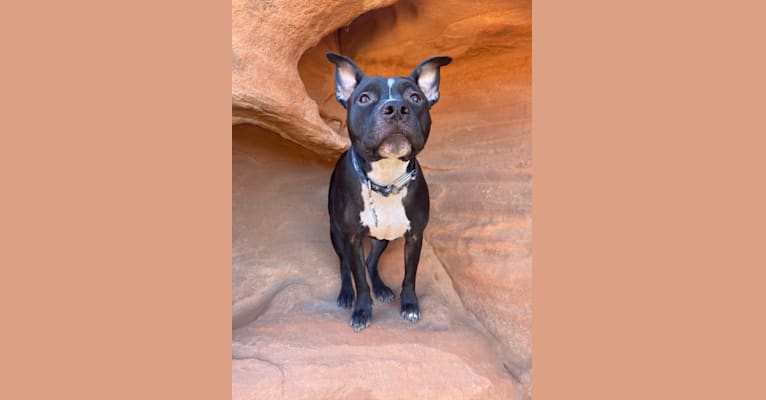 Mickey, an American Bully tested with EmbarkVet.com