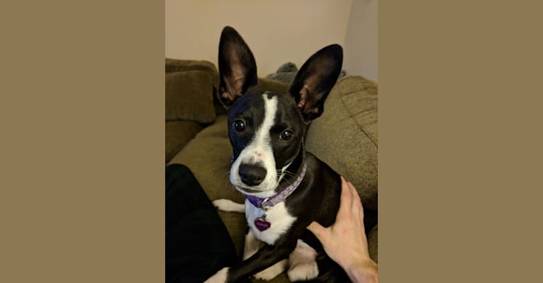 Parker, a Border Collie and Australian Cattle Dog mix tested with EmbarkVet.com