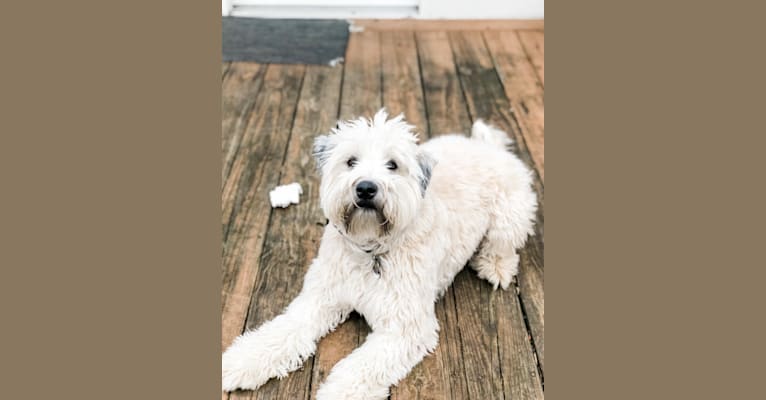 Tally, a Soft Coated Wheaten Terrier tested with EmbarkVet.com