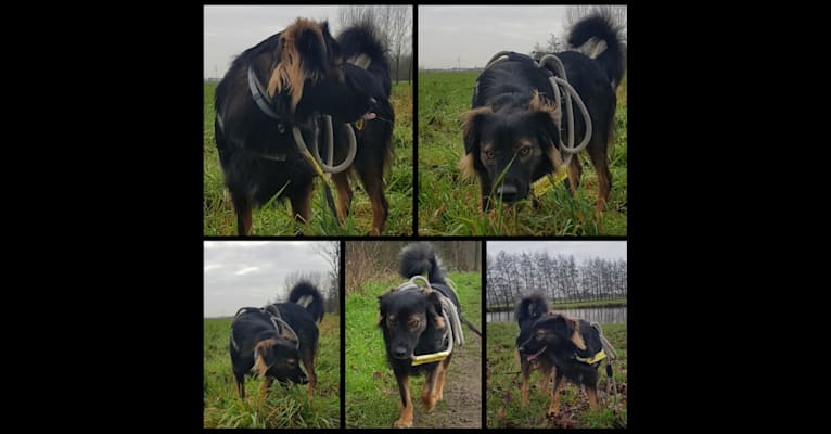 Photo of Coco, an Eastern European Village Dog  in Roemenië