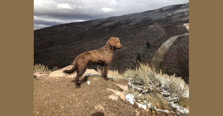 Photo of The Mighty Chewbacca, a Labradoodle (6.2% unresolved) in Wellington, Utah, USA