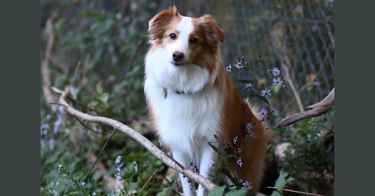 Bailey, a Collie and Shetland Sheepdog mix tested with EmbarkVet.com