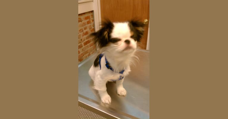 Cucumber, a Shih Tzu and Japanese Chin mix tested with EmbarkVet.com