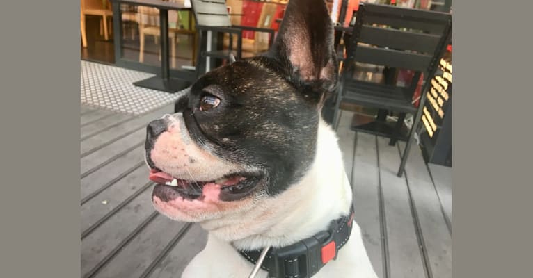 Buddy, a French Bulldog tested with EmbarkVet.com