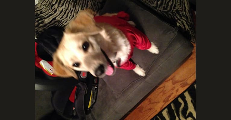 Chloe, a Chihuahua and Labrador Retriever mix tested with EmbarkVet.com