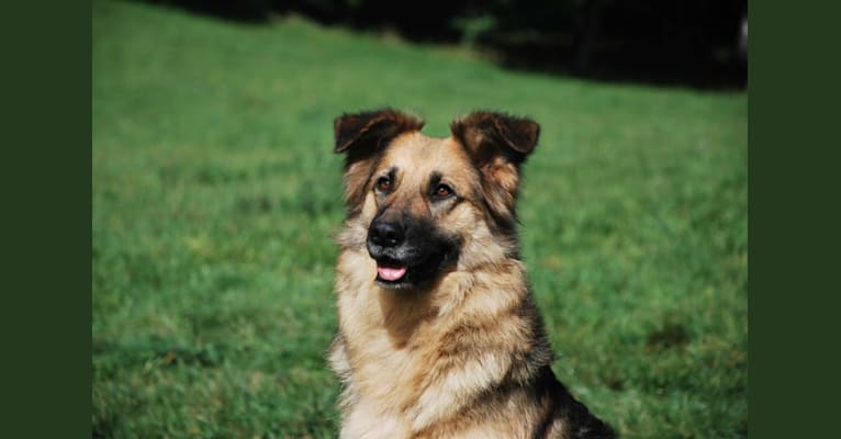 Nala, a German Shepherd Dog and Golden Retriever mix tested with EmbarkVet.com