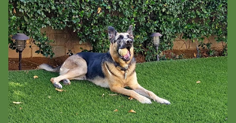 Jäger, a German Shepherd Dog and Boxer mix tested with EmbarkVet.com