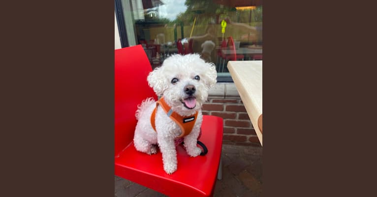 Bella, a Bichon Frise tested with EmbarkVet.com