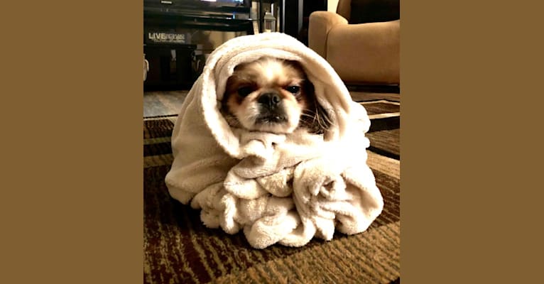 Photo of Baxter, a Pekingese and Mixed mix in Orland Park, Illinois, USA
