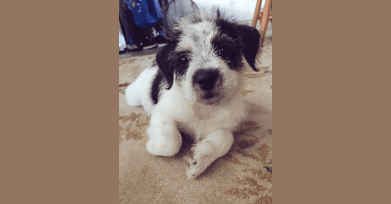 Oliver, a Shih Tzu and Chihuahua mix tested with EmbarkVet.com