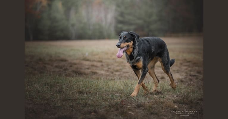 Photo of Charly, a Beauceron  in Saint-Charles-de-Bellechasse, Québec, Canada