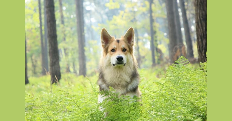 TiAmo, a White Shepherd and German Shepherd Dog mix tested with EmbarkVet.com