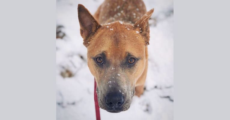 Photo of Sunny, an American Pit Bull Terrier, Chow Chow, Australian Cattle Dog, Boxer, and Rottweiler mix in Denver, Colorado, USA