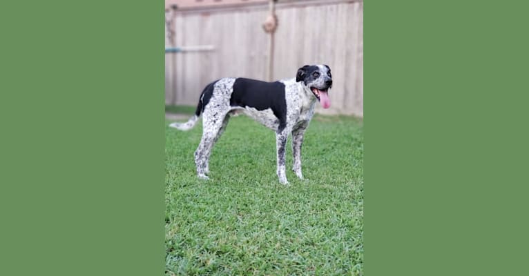 Max, a Border Collie and Pointer mix tested with EmbarkVet.com