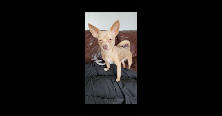Dwayne, a Chihuahua and Yorkshire Terrier mix tested with EmbarkVet.com