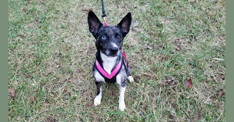 Ruby, a Russell-type Terrier and Labrador Retriever mix tested with EmbarkVet.com