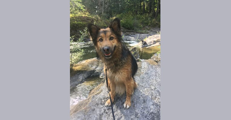Roxy, a German Shepherd Dog and Collie mix tested with EmbarkVet.com