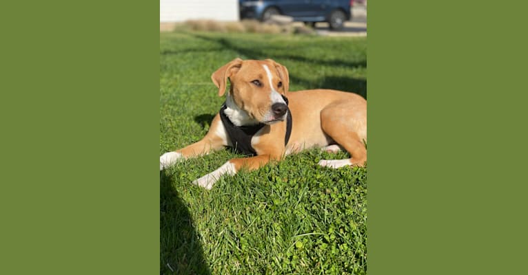 Ronan, an American Pit Bull Terrier and Siberian Husky mix tested with EmbarkVet.com
