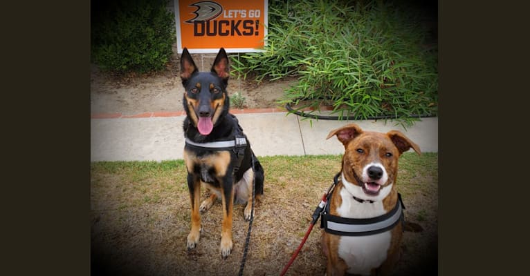Photo of PUCK, an Australian Cattle Dog and German Shepherd Dog mix in California, USA