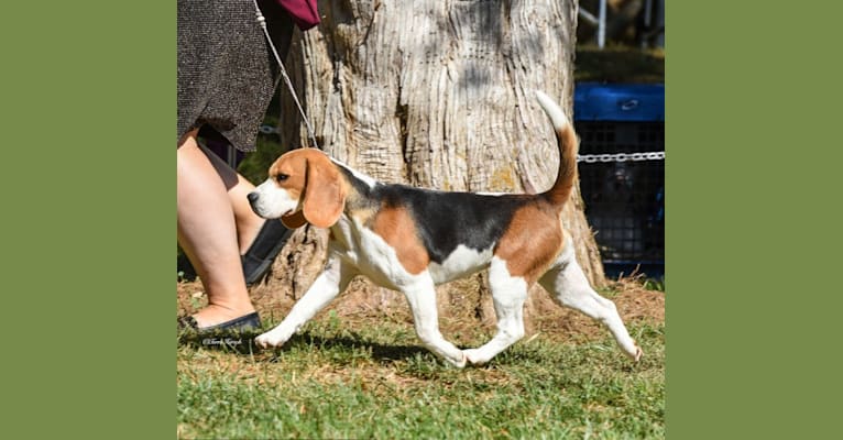 Eloise, a Beagle tested with EmbarkVet.com