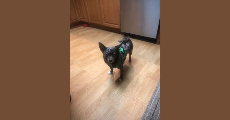 Buddy, a Pomchi tested with EmbarkVet.com