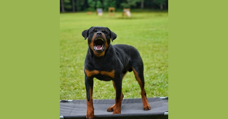 Sirius, a Rottweiler tested with EmbarkVet.com