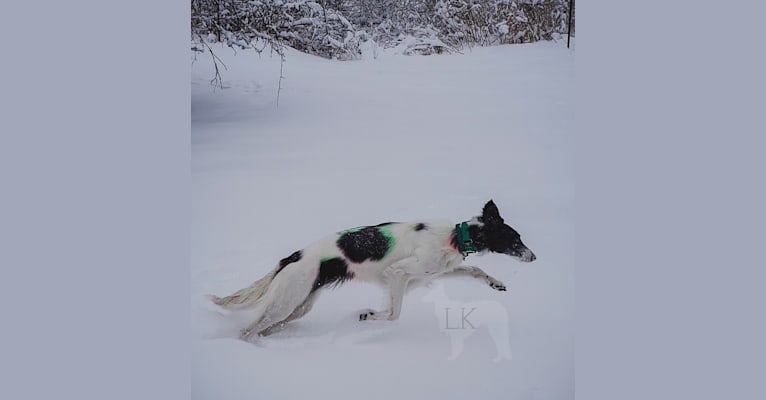 Photo of Sugar, a Silken Windhound  in Marshall, Michigan, USA
