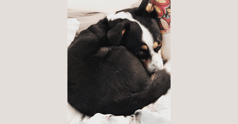 Photo of Franklin, a Labrador Retriever, Australian Shepherd, German Shepherd Dog, Pekingese, Poodle (Standard), and Mixed mix in Bridgeport, Connecticut, USA