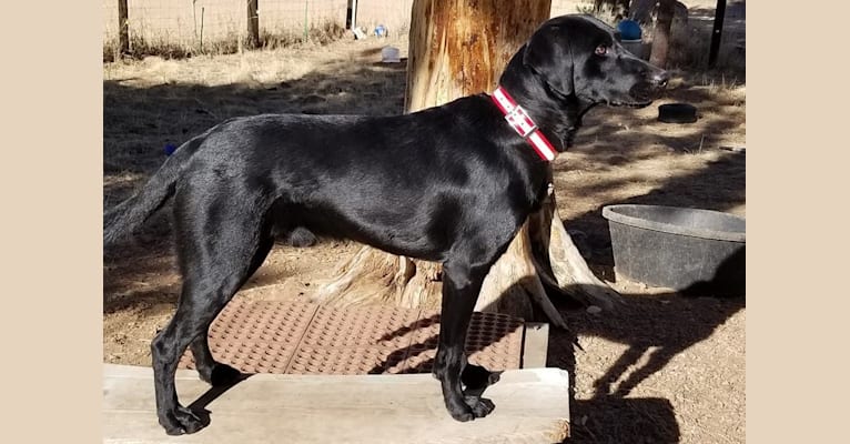 MAX, a Labrador Retriever tested with EmbarkVet.com