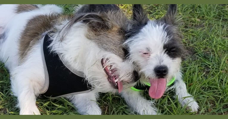 Maltese boston cheap terrier