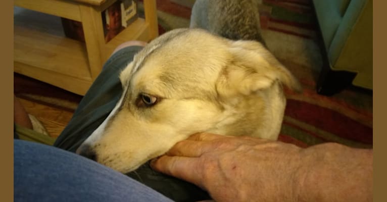 Luccia (Lucy), a Pomeranian and German Shepherd Dog mix tested with EmbarkVet.com