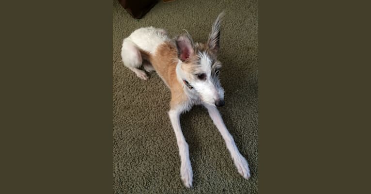 Photo of Jackie, a Greyhound and Mixed mix in Pine City, MN, USA