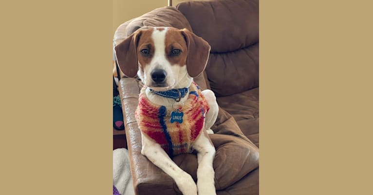Linus, a Beagle and Chihuahua mix tested with EmbarkVet.com