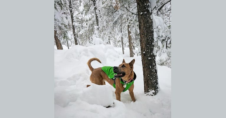 Photo of Sunny, an American Pit Bull Terrier, Chow Chow, Australian Cattle Dog, Boxer, and Rottweiler mix in Denver, Colorado, USA