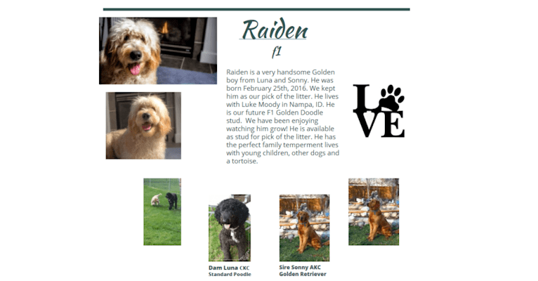 Raiden, a Goldendoodle tested with EmbarkVet.com