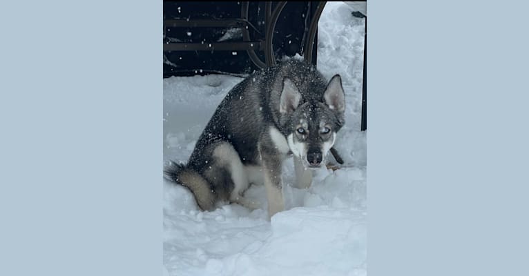 Photo of Sasha, a Siberian Husky  in Toronto, Ontario, Canada