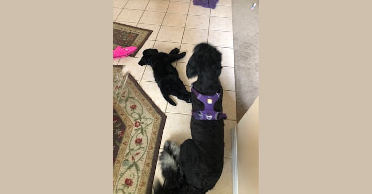 Leopold, a Newfypoo tested with EmbarkVet.com