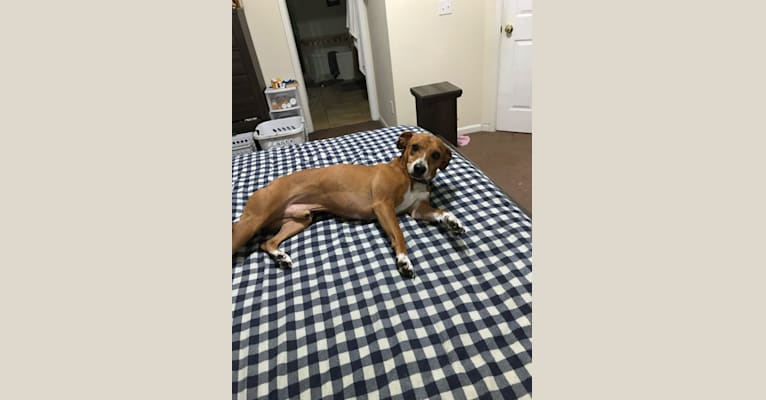 Earl Grey, a Rat Terrier and Rottweiler mix tested with EmbarkVet.com