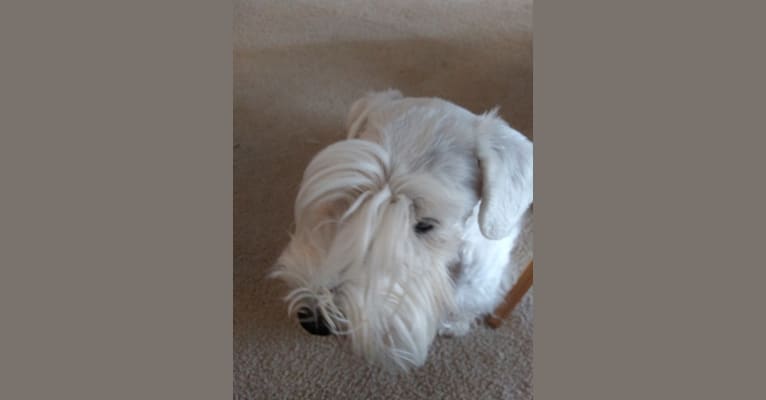 Ruby, a Sealyham Terrier tested with EmbarkVet.com