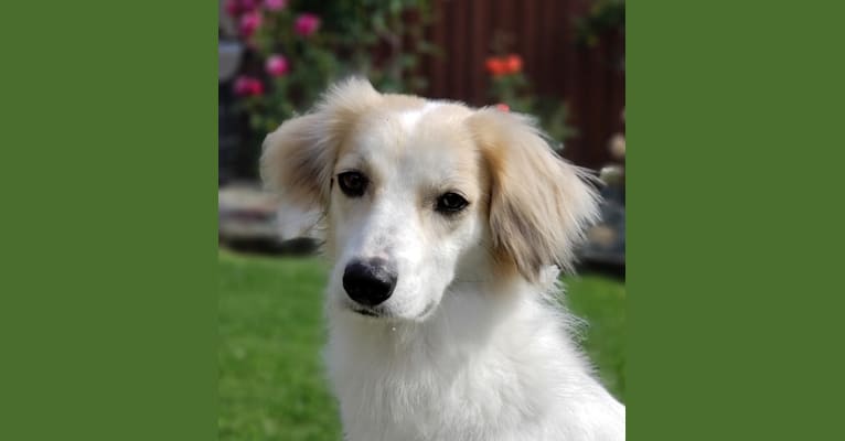 Pie, a Treeing Walker Coonhound and Great Pyrenees mix tested with EmbarkVet.com