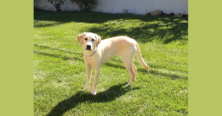 Hannah, a Labrador Retriever tested with EmbarkVet.com