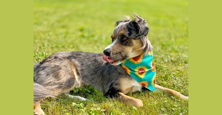 Photo of Finn, an American Pit Bull Terrier, Miniature Pinscher, German Shepherd Dog, and Mixed mix in West Virginia, USA